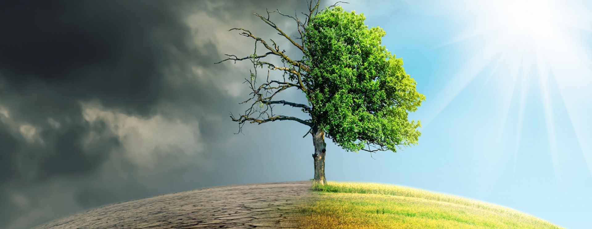 Fight Against Climate Change and Environmental Sustainablity
